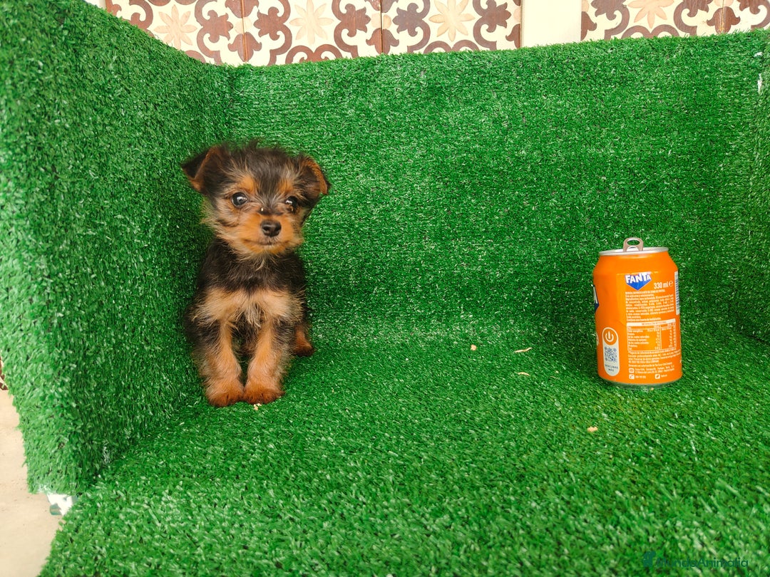 Yorkshire Terrier perros en venta: Yorkshire terrier  - Anuncio 3