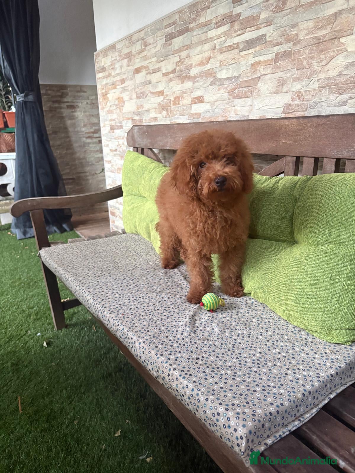 Caniche Enano perros CANICHE - Anuncio 1