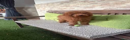 Caniche Enano perros en venta: CANICHE - Anuncio 1