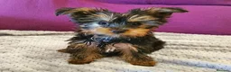 Yorkshire Terrier perros en venta: Yorksyre toy - Anuncio 1