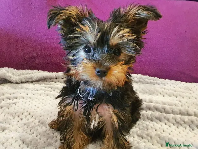 Yorkshire Terrier perros en venta: Yorksyre toy - Anuncio 1