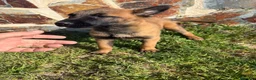 Pastor Belga Malinois perros en venta: Pasator Belga Malinois - Anuncio 9