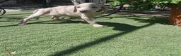 Weimaraner perros en venta: BRACO DE WEIMAR - Anuncio 6