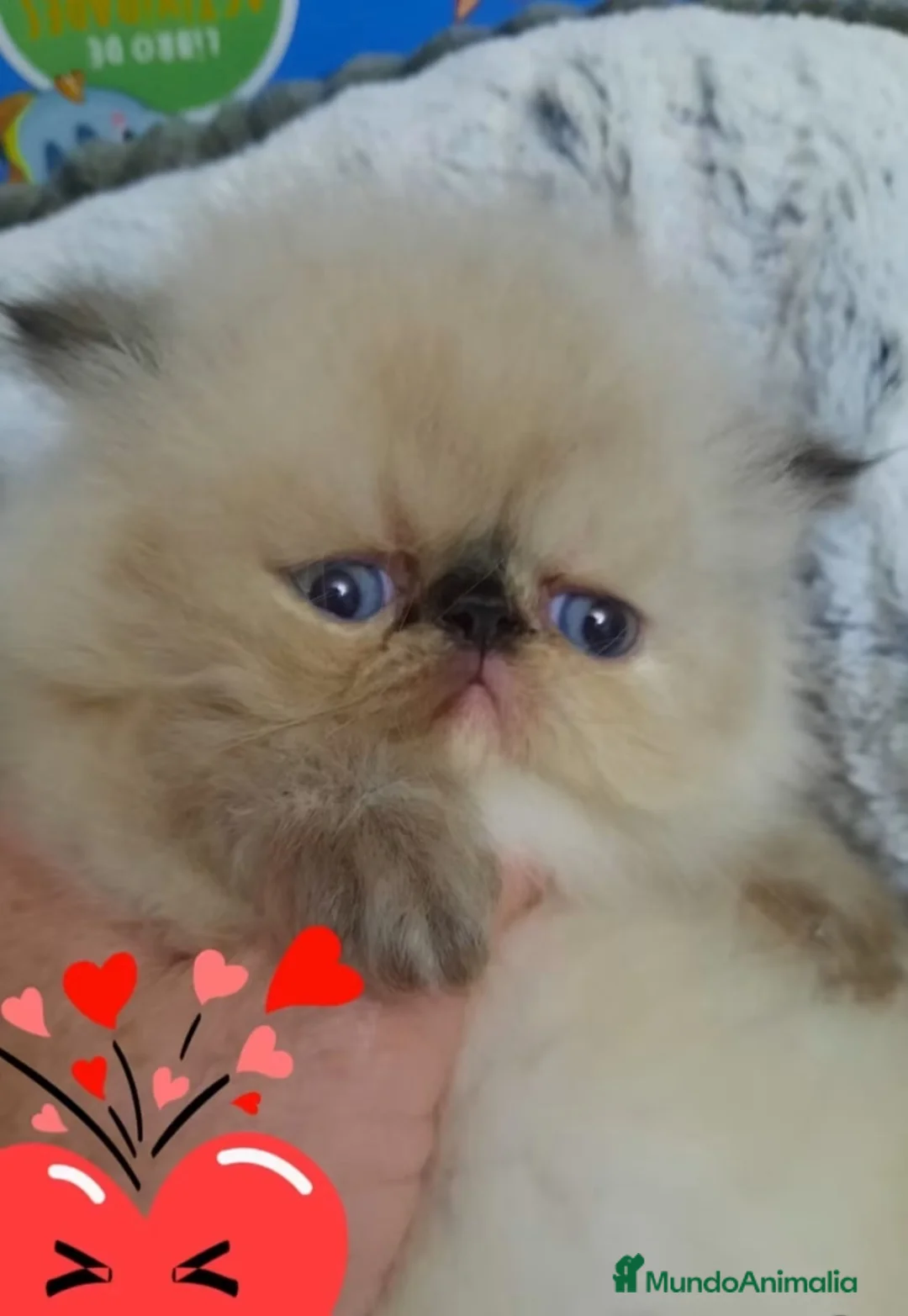 Himalayo gatos en venta: GATITOS PERSAS HIMALAYOS  - Anuncio 2