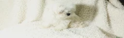 Bichón Maltés perros en venta: ‼️‼️PRECIOSA CAMADA DE BICHÓN MALTES COREANO TOY  - Anuncio 3