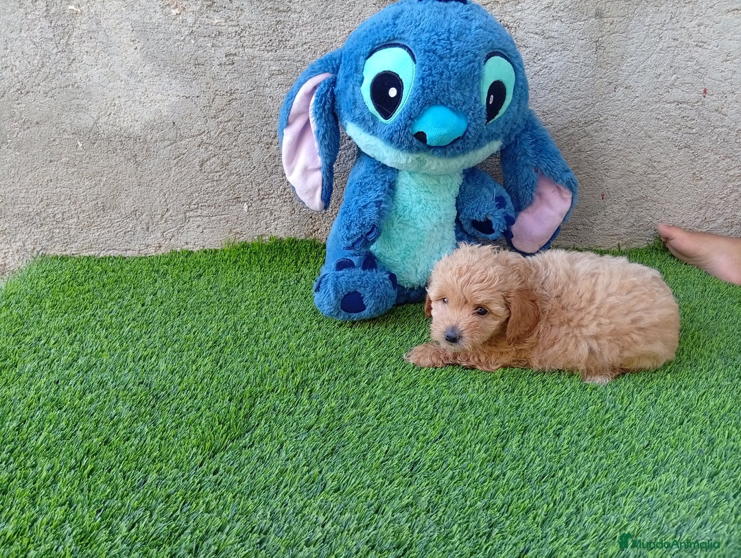 Maltipoo perros en venta: PRECIOSO MALTIPOO - Imagen 3