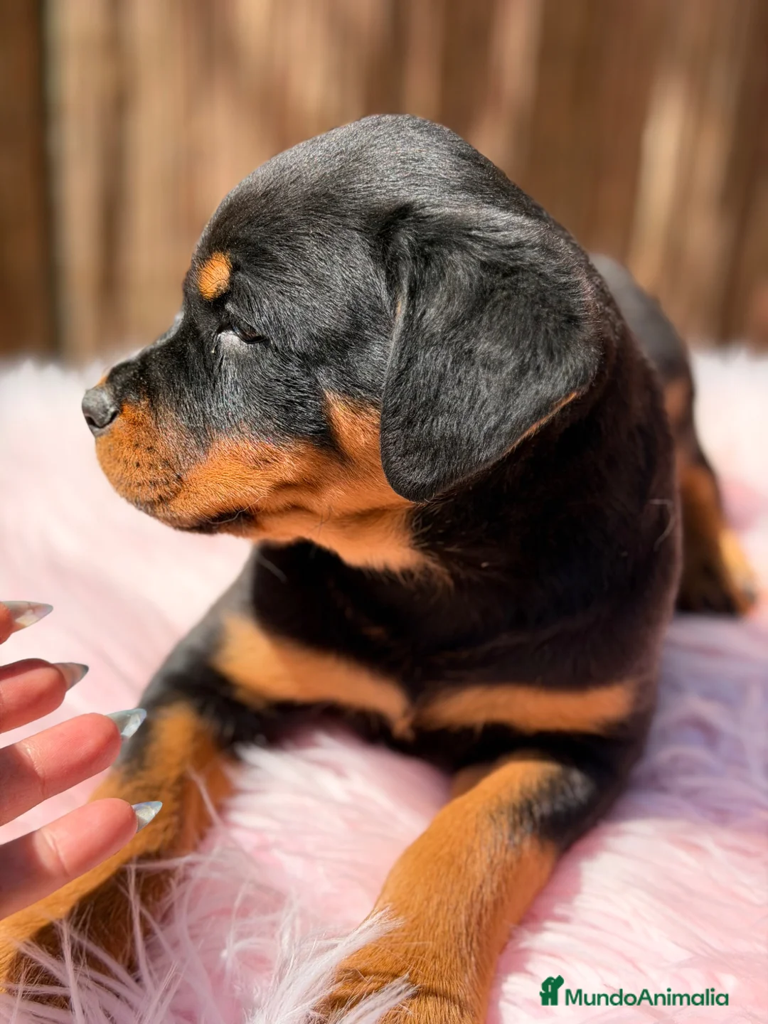Rottweiler perros en venta: Rottweiler hembra  - Anuncio 1