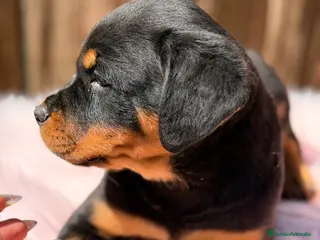 Rottweiler perros Rottweiler hembra - Anuncio 7