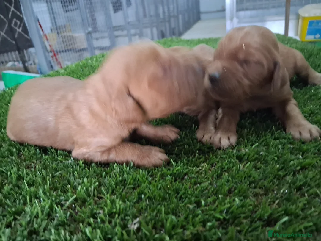 Setter Irlandés Rojo perros en venta: Setter irlandés macho y hembra rojo  - Anuncio 3