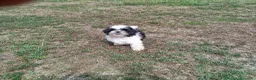Shih Tzu perros en venta: Precioso cachorrito de Shih Tzu - Anuncio 3