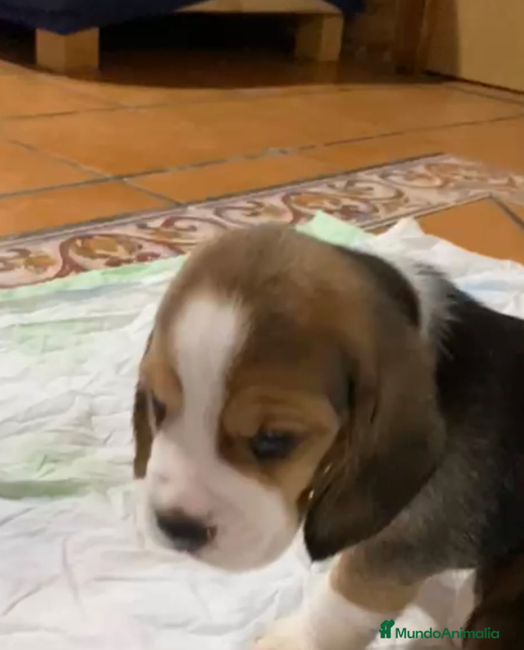 Beagle perros en venta: Beagle Macho y Hembra  - Imagen 4