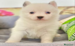 Pomsky perros en venta: Pomsky. Husky miniatura - Imagen 4