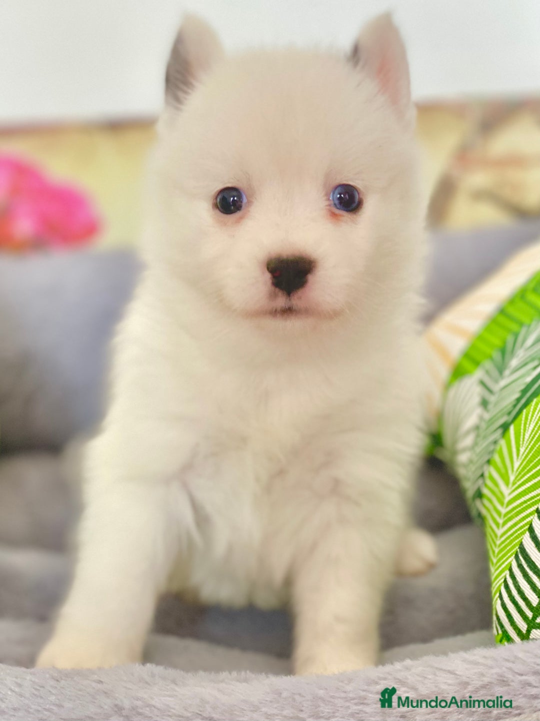 Pomsky perros en venta: Pomsky. Husky miniatura - Imagen 4