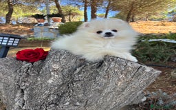 Pomerania perros en venta: Pomerania Hembra fotos actuales  - Imagen 2