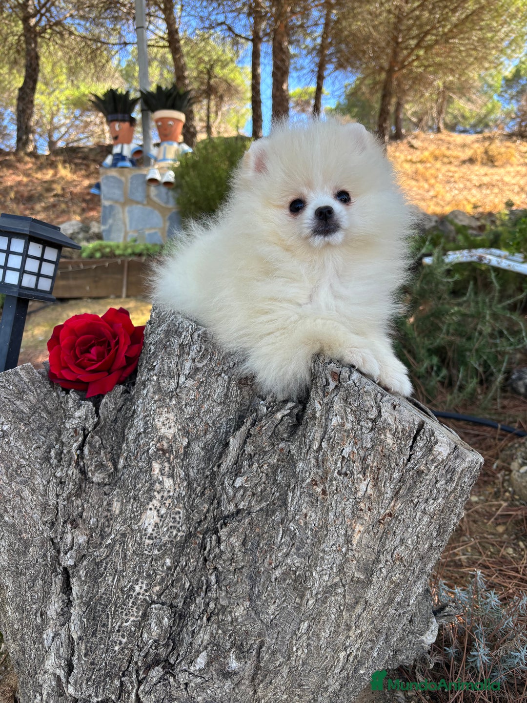 Pomerania perros en venta: Pomerania Hembra fotos actuales  - Imagen 2