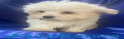 Bichón Habanero perros en venta: Havapoo Macho 1749 de Kis - Anuncio 3