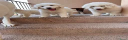 Raza Mixta perros en venta: 3 machos Golden con mástin del pirineo en Girona - Anuncio 1
