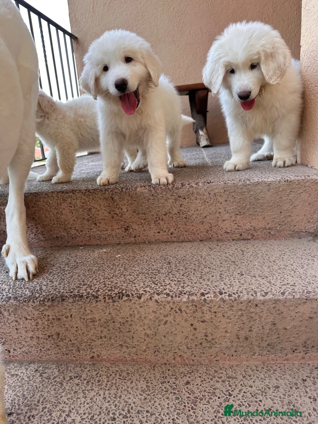 Raza Mixta perros en venta: 3 machos Golden con mástin del pirineo en Girona - Anuncio 1