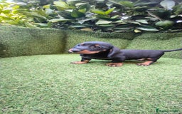 Teckel Miniatura perros en venta: teckel canichen  negro fuego  - Imagen 1