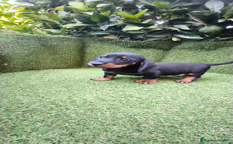 Teckel Miniatura perros - Anuncio 3