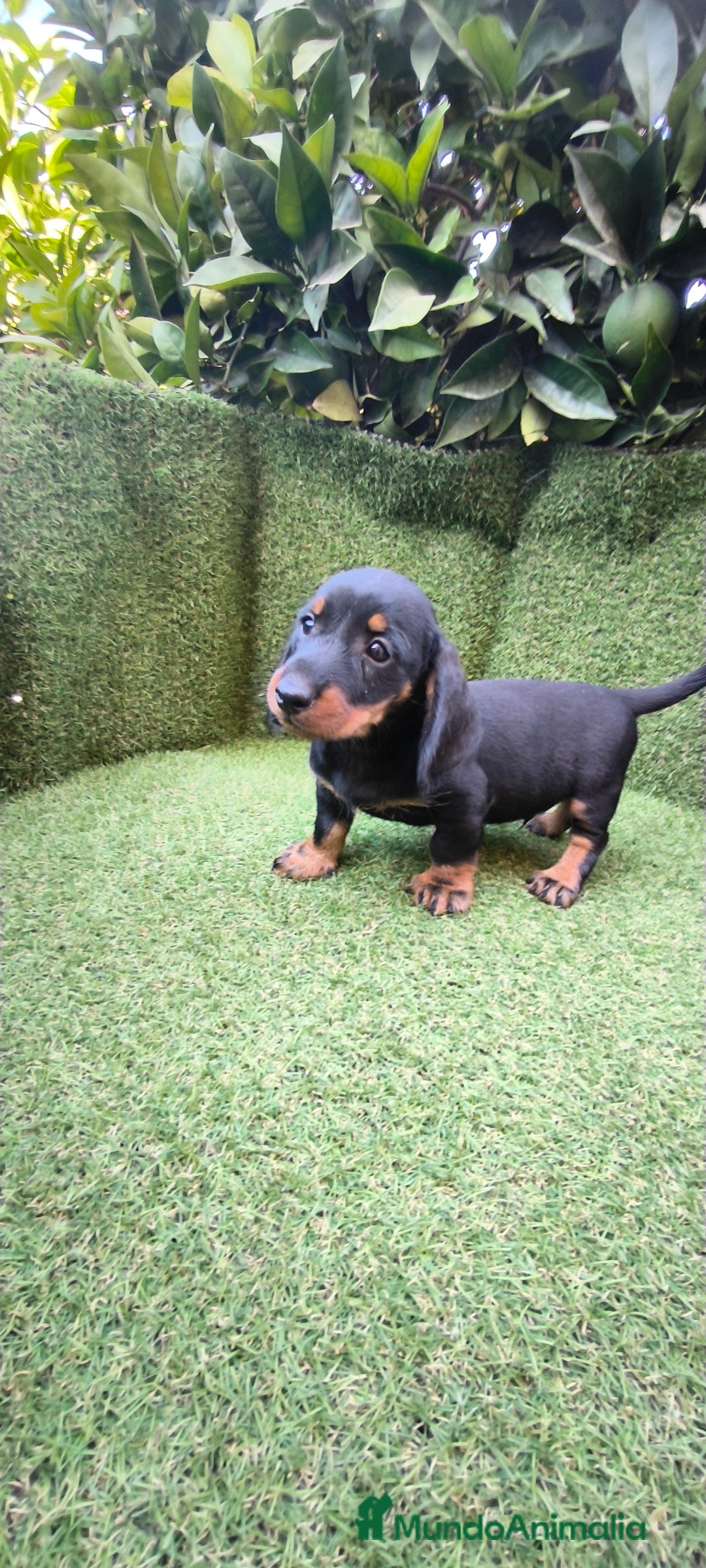 Teckel Miniatura perros en venta: teckel canichen  negro fuego  - Imagen 1