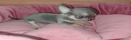 Chihuahua perros en venta: Chihuahua Toy Blue - Anuncio 2