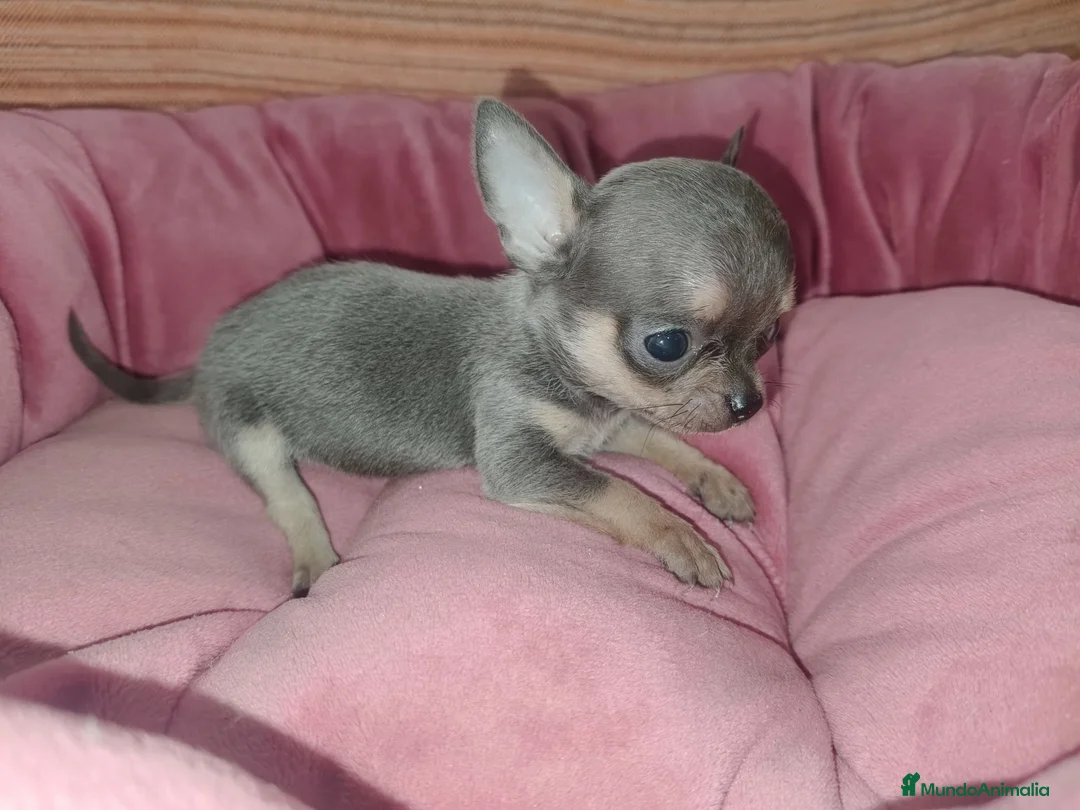 Chihuahua perros en venta: Chihuahua Toy Blue - Anuncio 2
