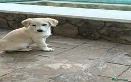 Labrador Retriever perros en venta: Labrador retriever  - Anuncio 4