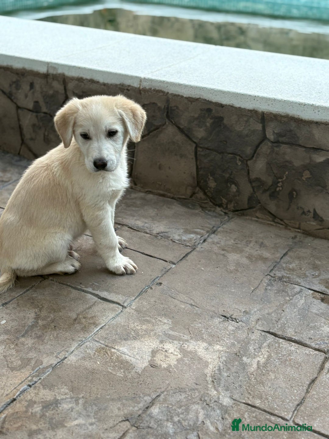 Labrador Retriever perros en venta: Labrador retriever  - Anuncio 4