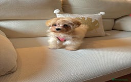 Maltipoo perros en venta: Maltipoo Toy hembra 5 meses - Imagen 4