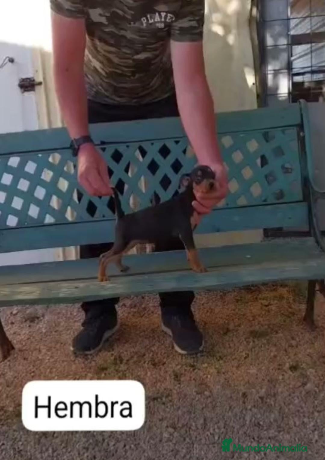 Pinscher Alemán perros Pinscher mini - Anuncio 1