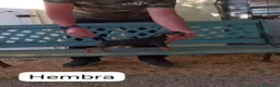 Pinscher Alemán perros en venta: Pinscher mini - Anuncio 1
