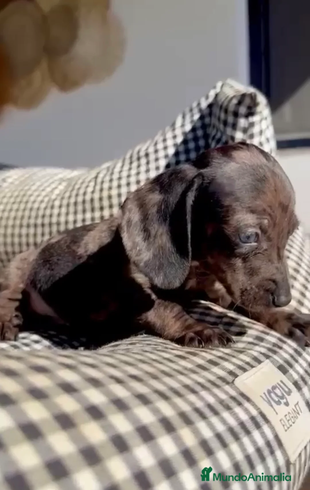 Teckel Miniatura perros en venta: Teckel Kanichen  - Anuncio 2