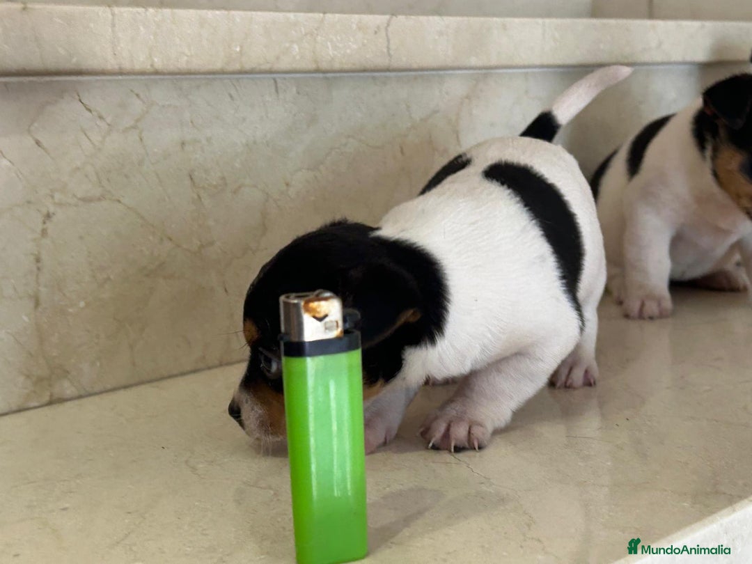 Jack Russell Terrier perros en venta: Jack Russell Terrier  - Anuncio 4