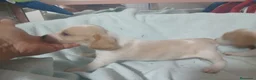 Beagle perros en venta: Beagle, Hembras - Anuncio 6