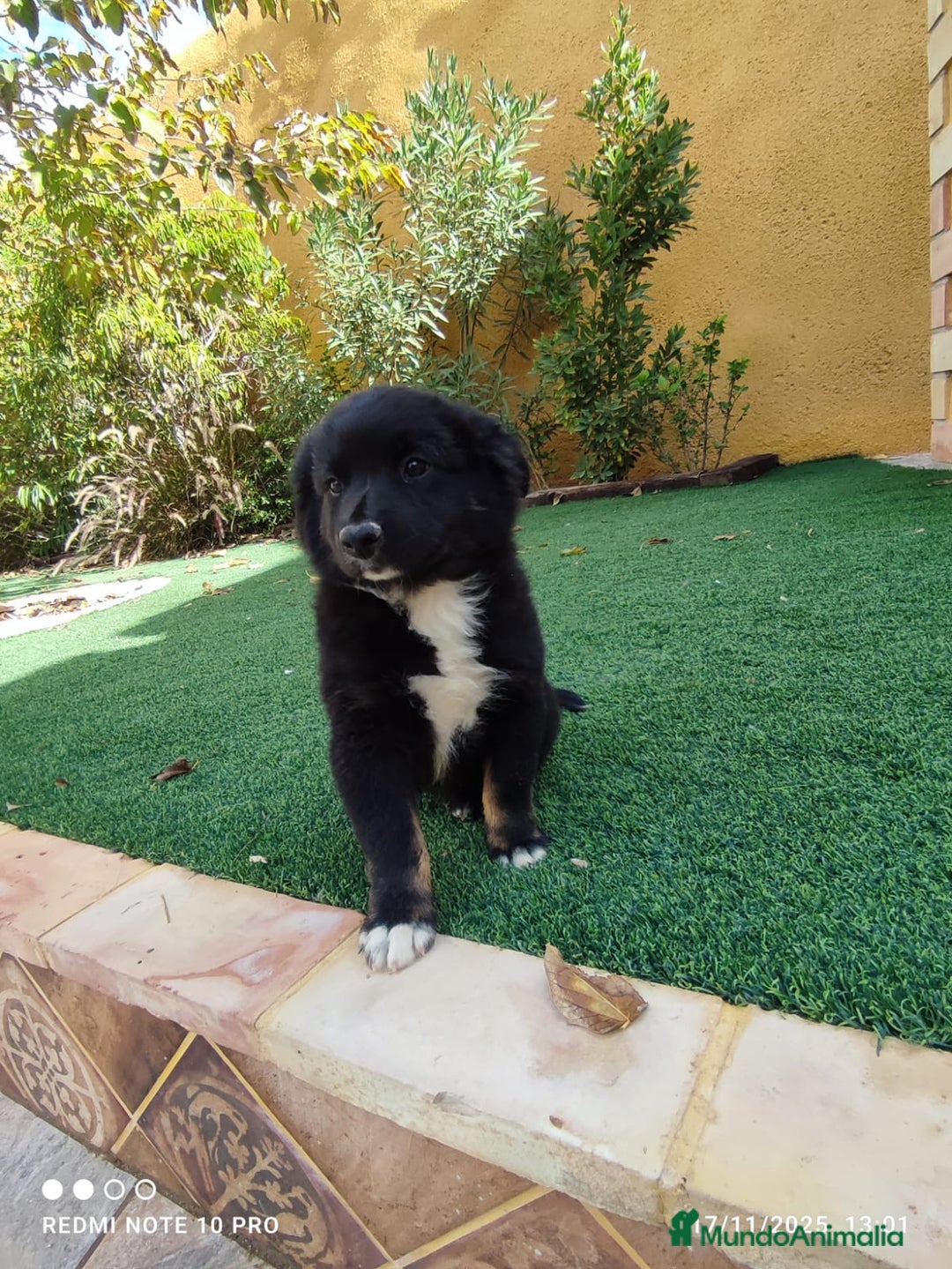 Pastor Australiano perros en venta: PASTOR AUSTRALIANO MINI - Anuncio 4