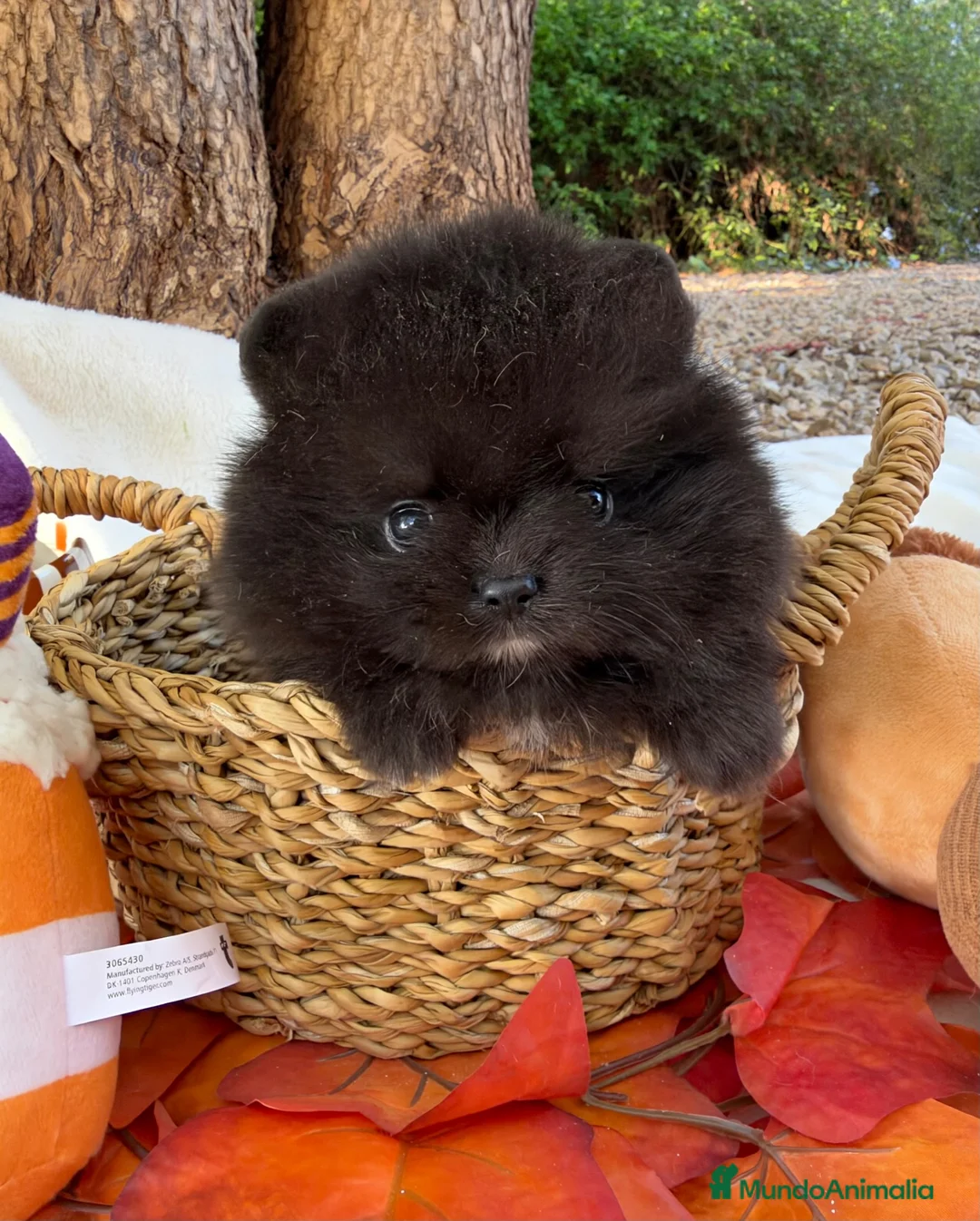 Pomerania perros en venta: Lulu de Pomerania - Anuncio 1