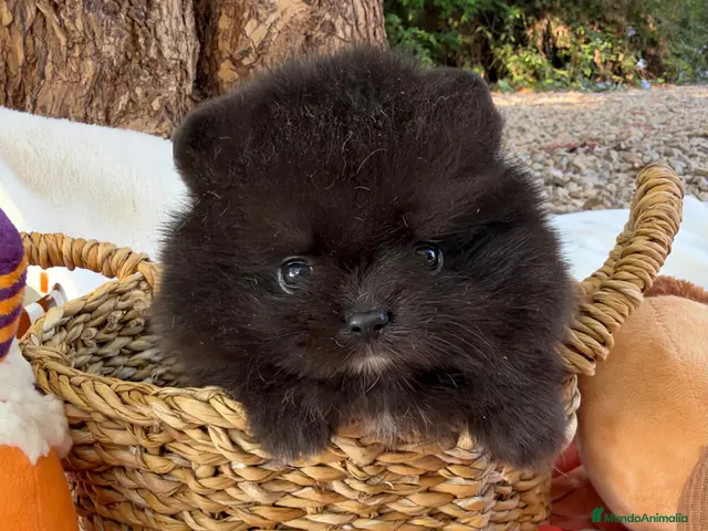 Pomerania perros en venta: Lulu de Pomerania - Anuncio 1