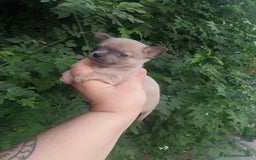 Chihuahua perros en venta: Camada de chihuahua toy  - Imagen 8