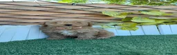 Caniche Toy perros en venta: CANICHE TOY - Anuncio 10
