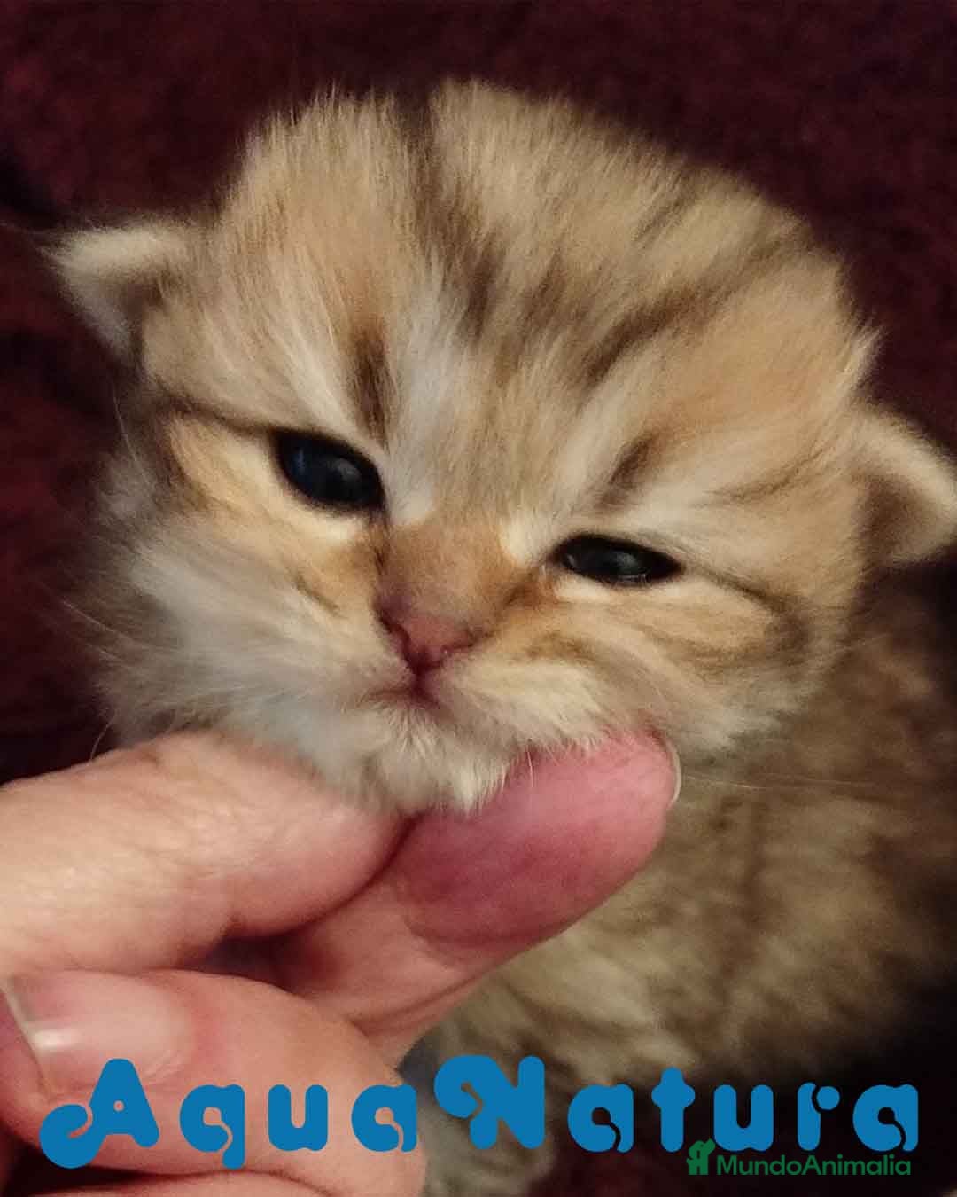 Scottish Fold gatos Camada SCOTTISH FOLD - AQUANATURA en Barcelona - Anuncio 20