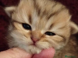 Scottish Fold gatos en Barcelona - Anuncio 35