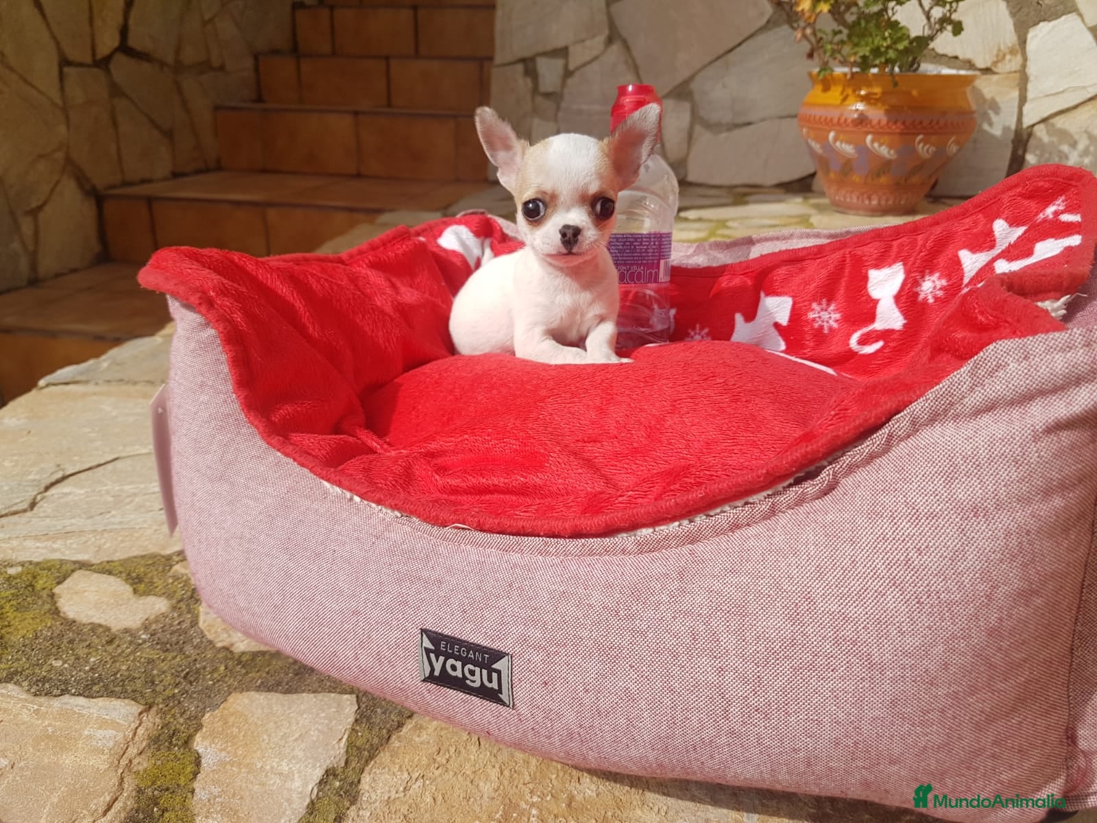 Chihuahua perros Chihuahuas  en Barcelona - Anuncio 2