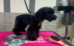 Caniche Enano perros en venta: Cachorro de Caniche enano  - Imagen 2