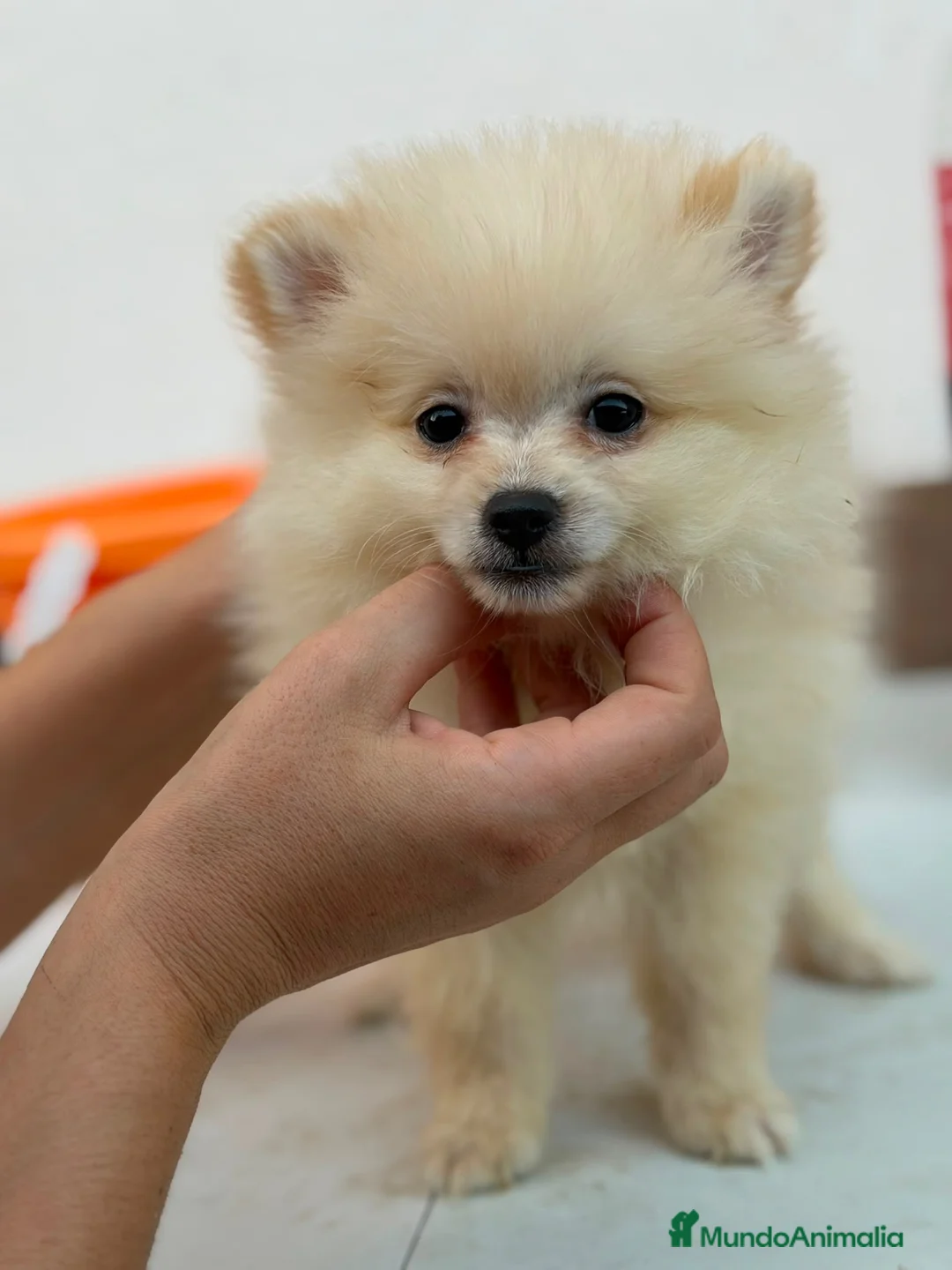 Pomerania perros en venta: Hembra pomerania canela🐶⭐️ - Anuncio 2