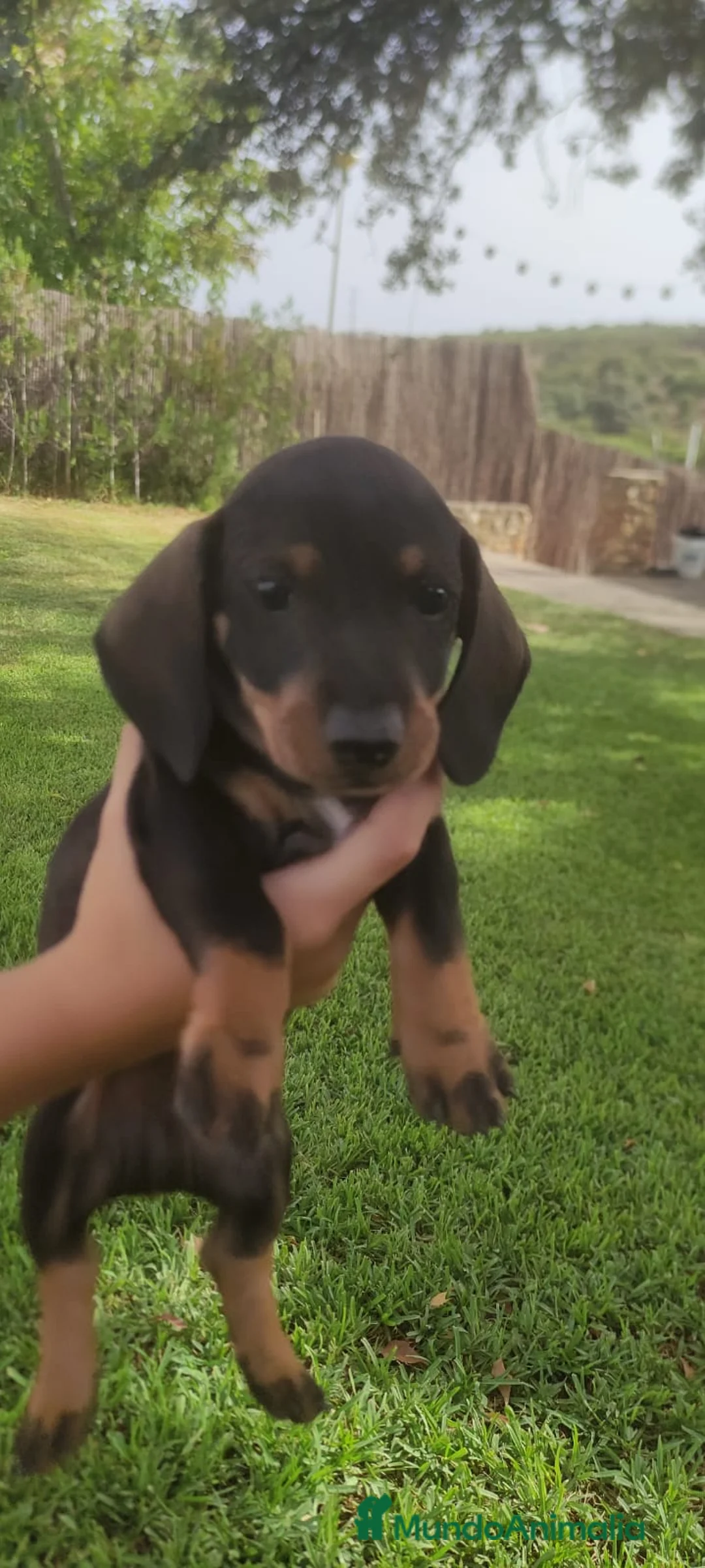 Teckel perros en venta: Teckel mini  - Anuncio 4