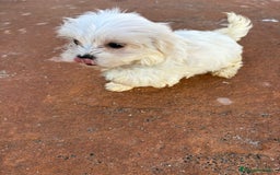 Bichón Maltés perros en venta: Bichon maltés toy  - Imagen 7