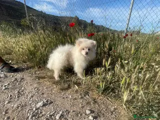 Pomerania perros Pomerania hembra - Anuncio 34