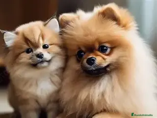 Pomerania perros POMERANIA TOY, VARIOS COLORES DISPONIBLES. - Anuncio 1