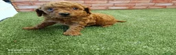 Caniche Toy perros en venta: Caniche toy Rojos y apricot - Anuncio 5